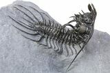 Double Spiny Quadrops Trilobite Specimen - Ofaten, Morocco #255575-5